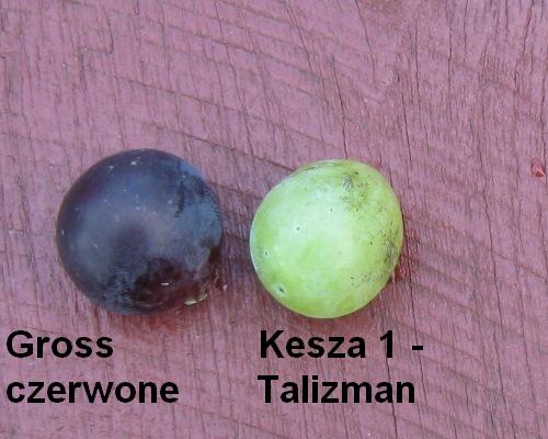 Plik:Gross i Talizman.jpg