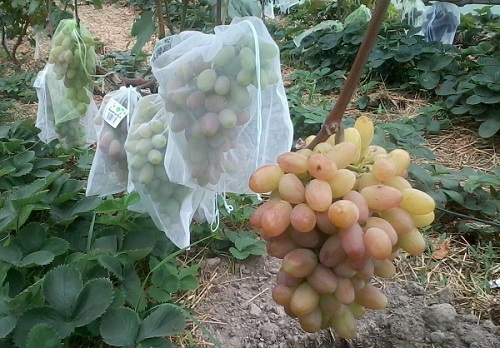 Plik:16. Jubiliej Nowoczerkasska owocowanie na młodym 15-to miesięcznym krzewie.jpg