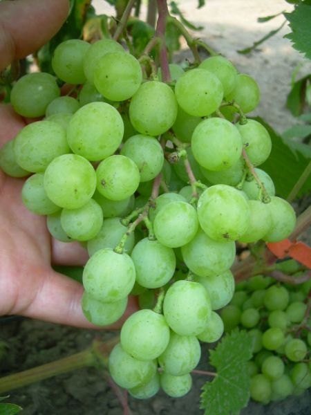 Plik:Framusa Albea 27.07.2012..jpg