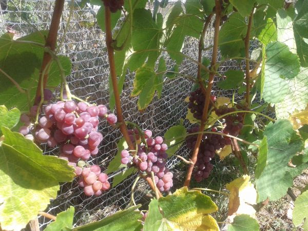 Plik:Einset Seedless 09.09.15.jpg
