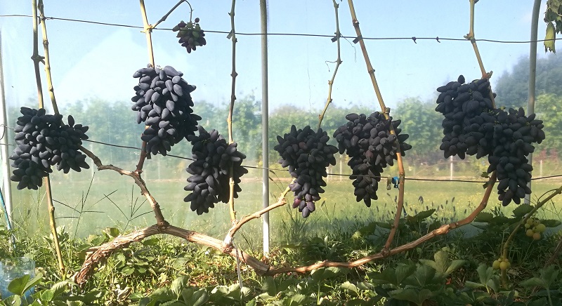 Plik:12. Viking 2025.jpg