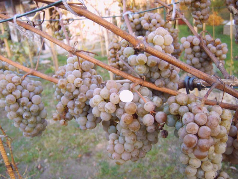 Plik:268 Hibernal - grona H. Wiercinski.jpg