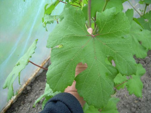 Plik:Ataman liść.jpg