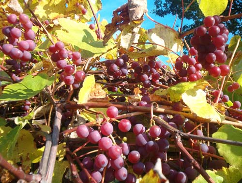 Plik:194 Isabella - grona J. Czapski.jpg