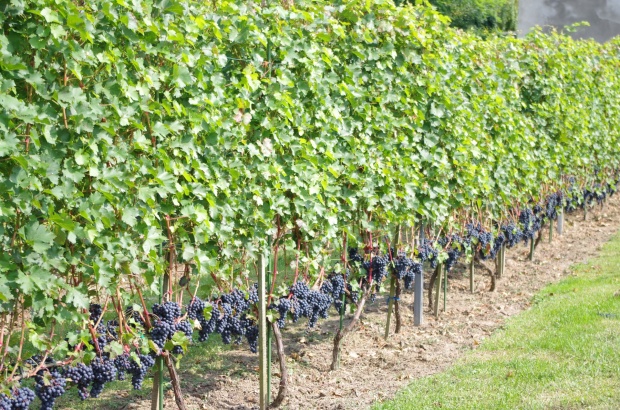 Plik:22082021-Rubinet szp.jpg