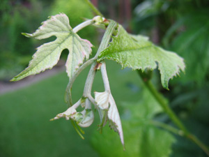 Plik:155 Canadice Krzysztof Kolasinski.jpg