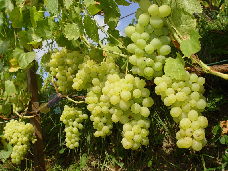 Plik:Lora w gruncie-GE.jpg