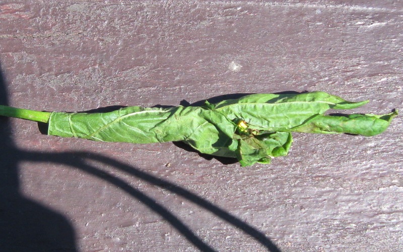 Plik:Samiczka tutkarza.jpg