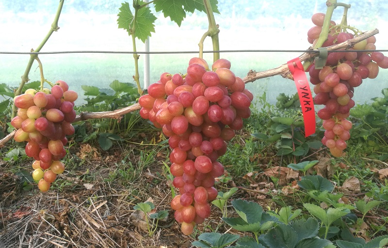 Plik:3. Dyńka 2025.jpg