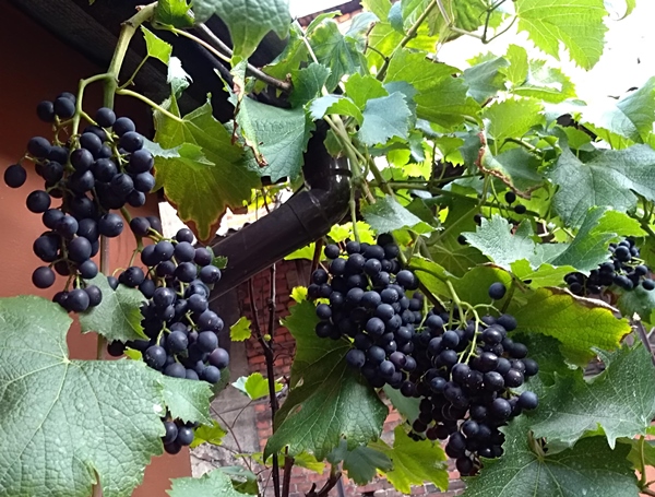 Plik:Galanth 2018.07.20.jpg