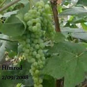 Himrod - grona