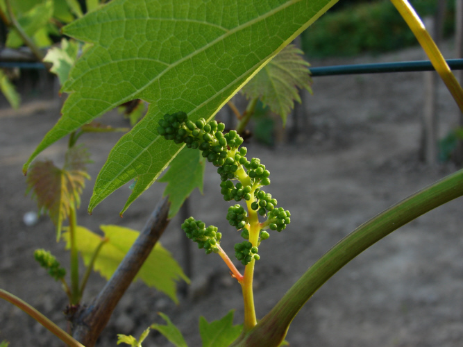 Plik:Refren kwiat.jpg