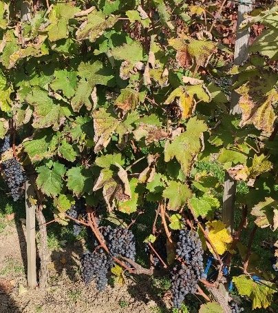 Plik:Negru de Drag.jpg