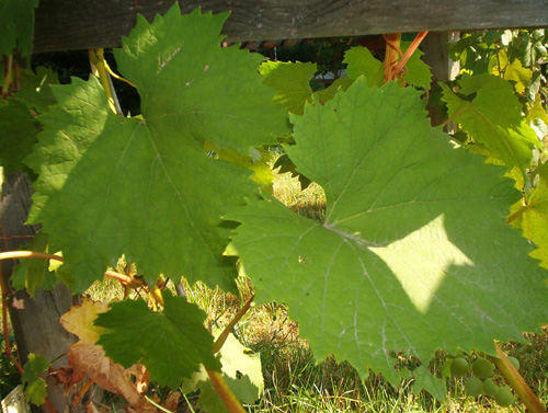 Plik:81 Jutrzenka JUTRZENKA - lisc J.Czapski.jpg