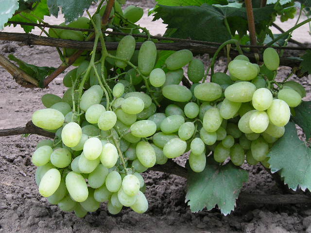 Plik:314 Demetra - grono 2 Bogdan Pawlij - Lwow.jpg