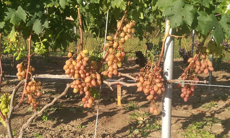 Plik:13.Rumba w gruncie 2025.jpg