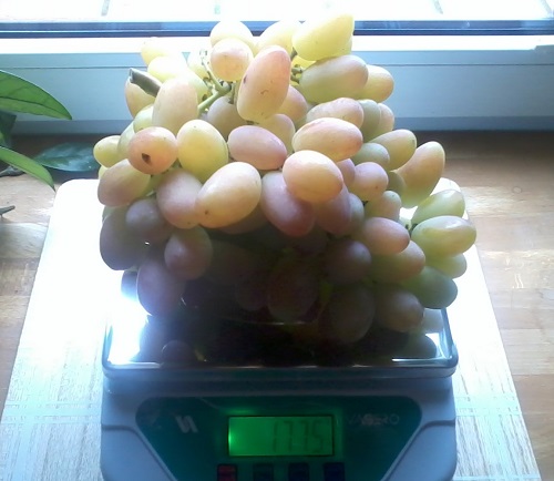 Plik:17. J.N gronko.jpg