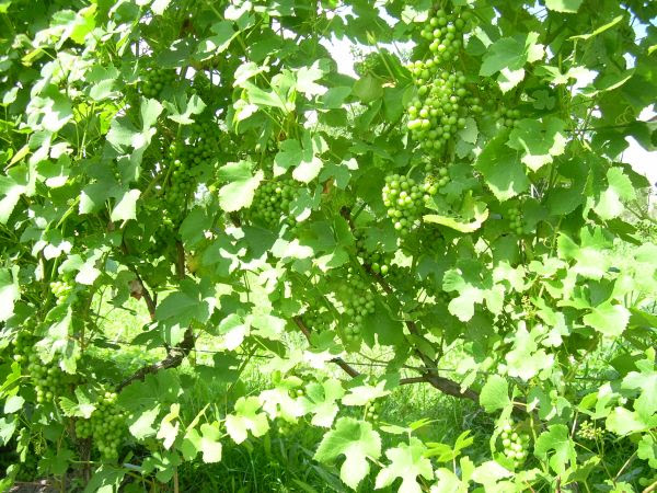 Plik:Iza Zaliwska7.jpg