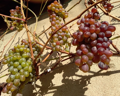 Plik:Century jesienią.jpg