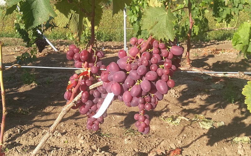 Plik:14. Dżoni w gruncie 2025.jpg