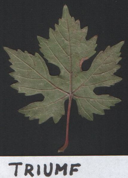 Plik:Triumf lisc b.jpg