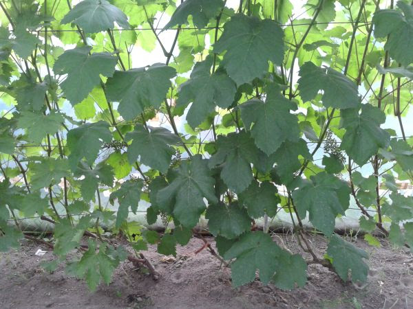 Plik:Berlinski 15-06-15.jpg