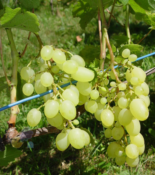 Plik:Prodiusier-grona-GE.jpg