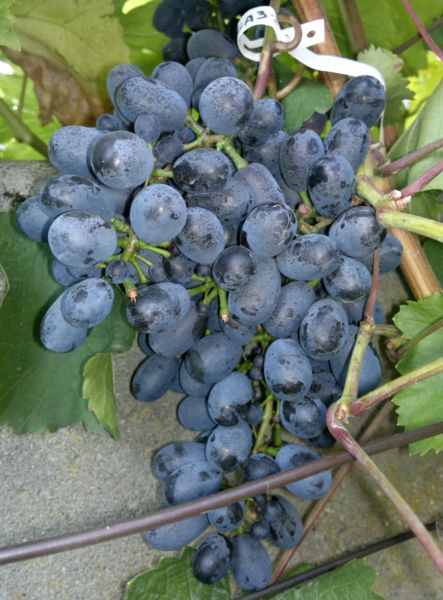 Plik:Agat Doński 21082011 (4).jpg