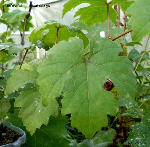 Plik:Jadwiga lisc wrz11.jpg
