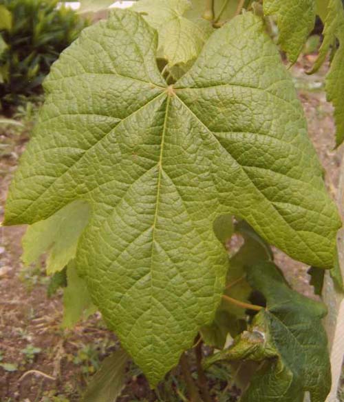 Plik:222 Alden - lisc H.Wiercinski.jpg