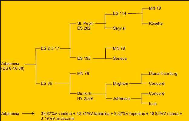 Plik:Adalmiina drzewko.jpg
