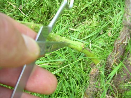 Plik:Krok 2 latorośl.jpg