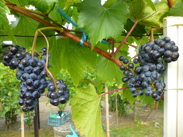 Plik:Triumf Alzacki gr1.jpg