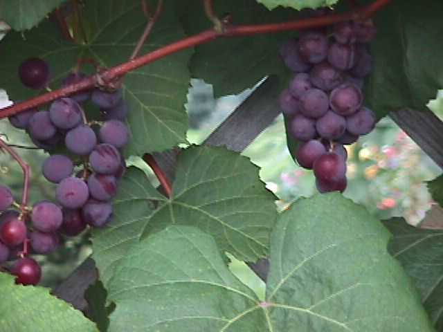 Plik:13 Isabella J.Czapski.jpg