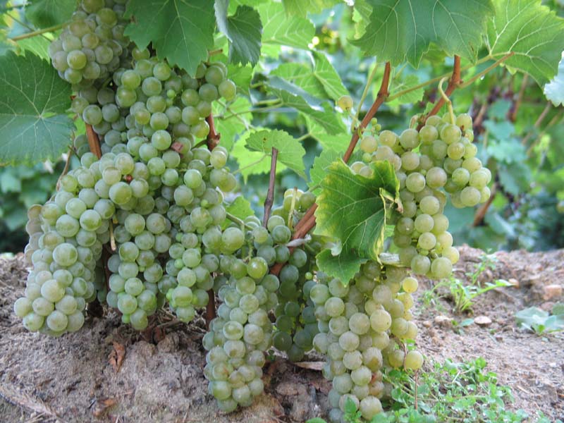 Plik:255 Seyval Blanc - grona Z. Banasiak.jpg