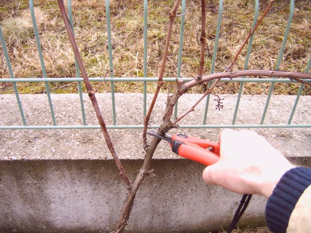 Plik:7 Guyot ciecie1.jpg