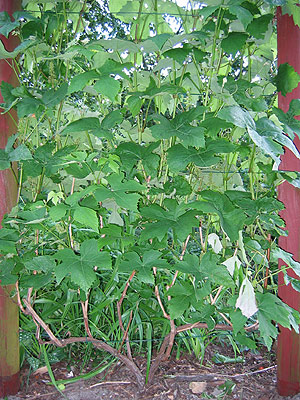 Plik:154 Canadice Krzysztof Kolasinski.jpg