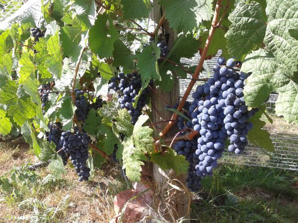 Plik:Dornfelder 07.09.15.jpg