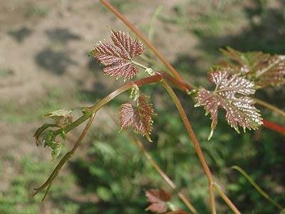 Plik:Kristaly-koronka2 G Sapijaszko.jpg