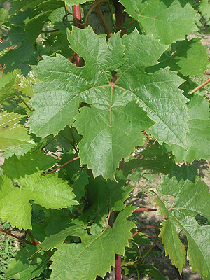 Plik:Kristaly-liscie G Sapijaszko.jpg