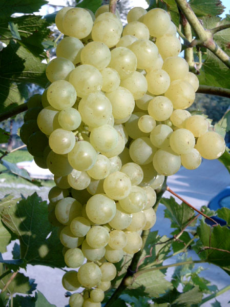 Plik:IrsaiOliver-grono K Wiśniowski.jpg