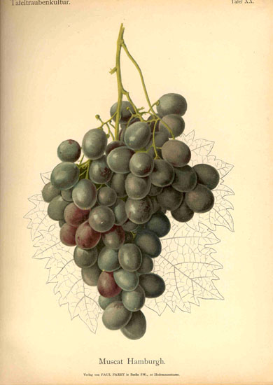 Plik:Rudolf Goethe04.jpg