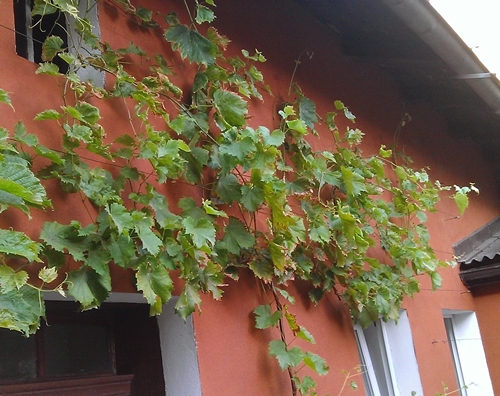 Plik:Forma na ścianę w sierpniu 20150826.jpg