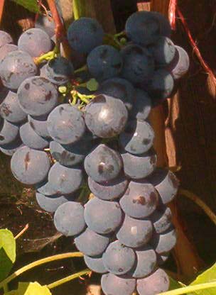 Plik:16 Schuyler Grono 2 tygodnie przed pelnym wybarwieniem J.Czapski.jpg