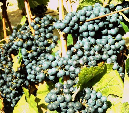 Plik:237 Cabernet Dorsa - grono H.Wiercinski.jpg