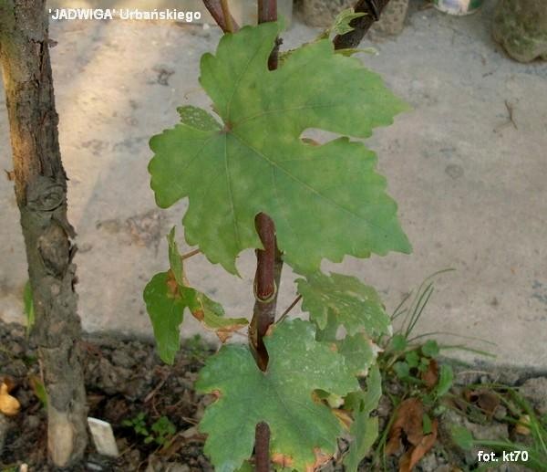 Plik:Jadwiga Urb wrz11 a.jpg