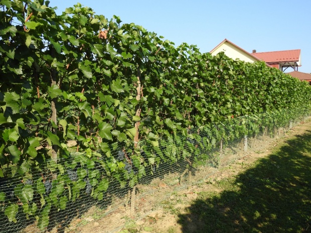 Plik:19082018 DG-szp.jpg