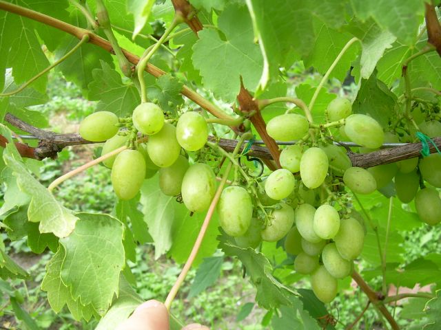 Plik:Timur grona.jpg