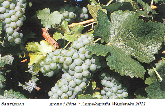 Plik:2011 Sauvignon gr.png