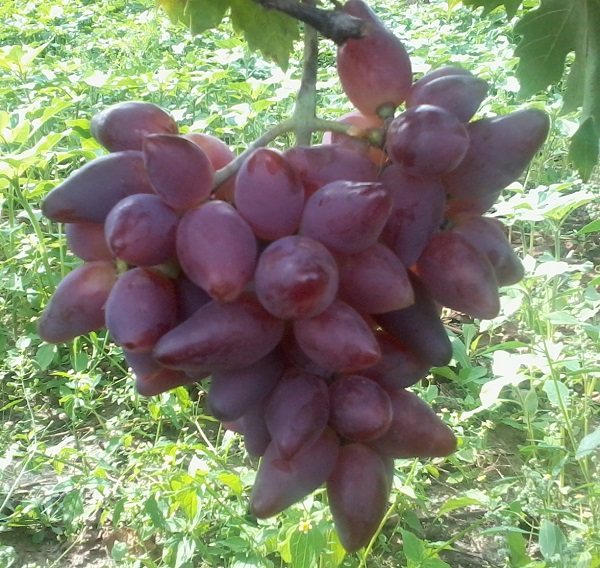 Plik:33.Wrześniowy Dubowski Różowy z drugiego pąka zapasowego.jpg